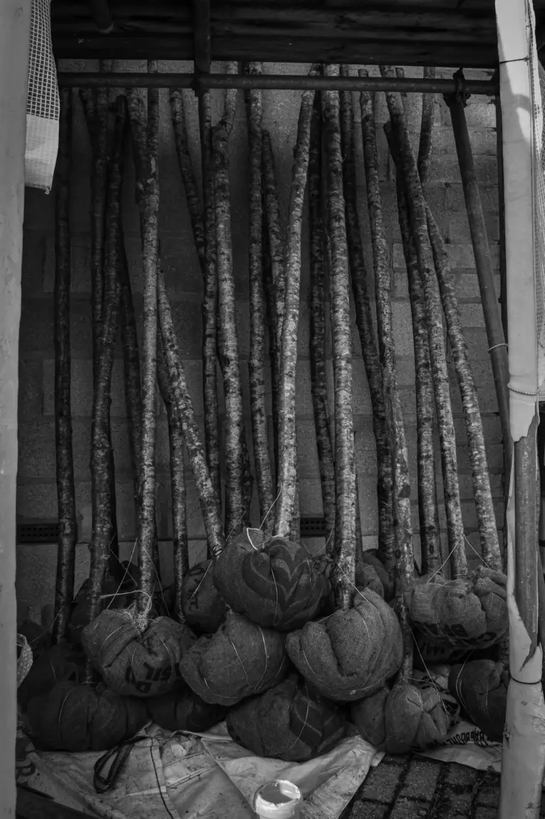 Black and white photo of a row of unlit wooden torches hanging ready for the evening